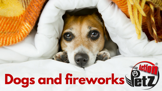 Dogs and fireworks - Action Petz Blog