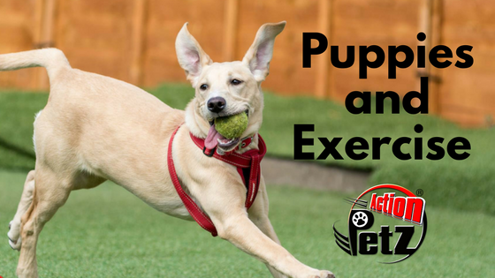 Puppies Exercise Action Petz Blog