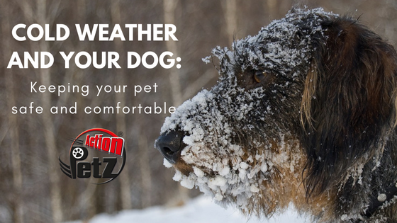 Action Petz Blog Cold weather and your dog