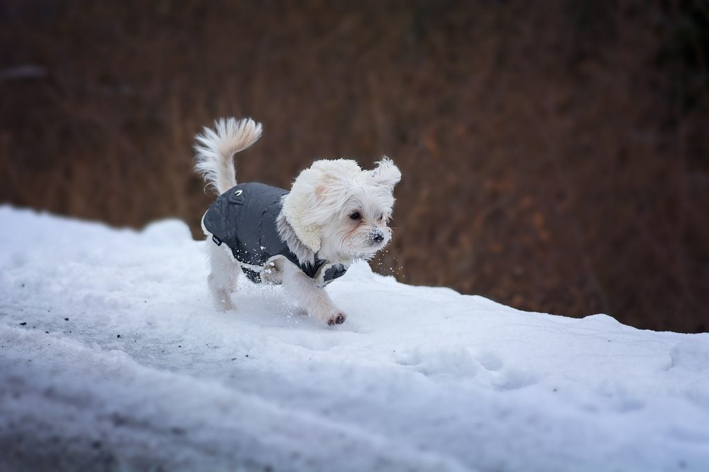 Action Petz Blog Dogs Cold Weather Small Dog with Coat in the snow