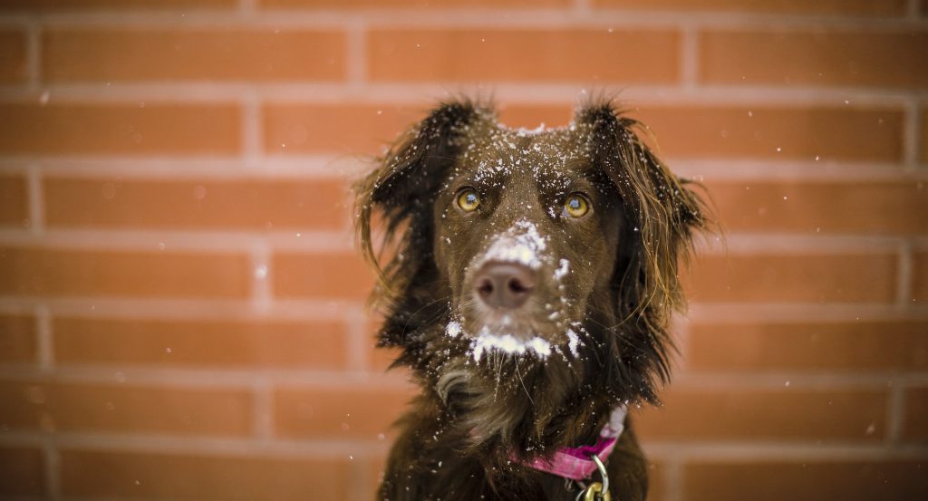 Action Petz Blog Cold Weather Dog With Snow on face