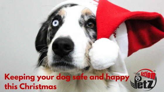 Action Petz Blog Keeping your dog safe and happy this Christmas.Dog wearing a Christmas hat